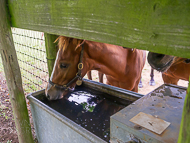 KS300622-103 - Cupboard Love Foal